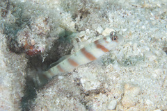 Amblyeleotris steinitzi