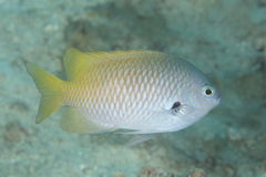 Pomacentrus nigromarginatus