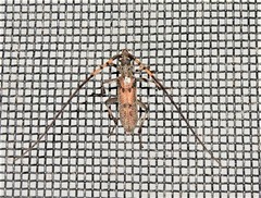 Didymocantha obliqua