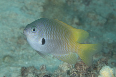 Pomacentrus nigromarginatus