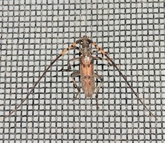 Didymocantha obliqua