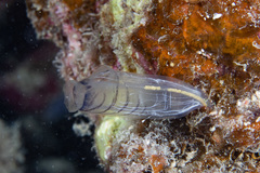 Rhopalaea circula