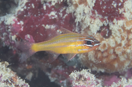 Coral cardinalfish (Ostorhinchus properuptus) — Apogonidae — 4