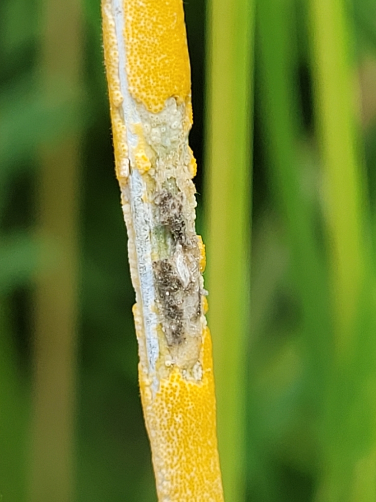 Botanophila phrenione