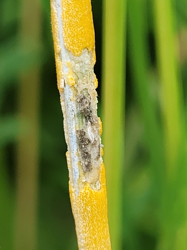 Botanophila phrenione