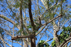 Enterolobium cyclocarpum