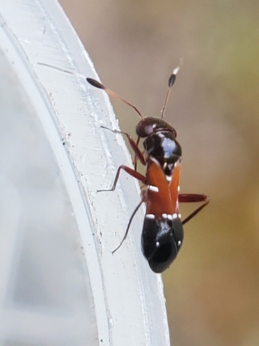 Pilophorus laetus