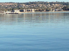 Melanitta perspicillata