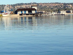 Melanitta perspicillata