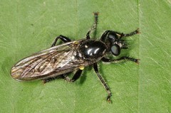Laphria canis