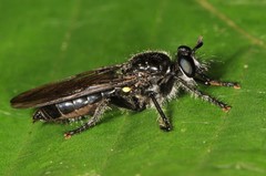 Laphria canis