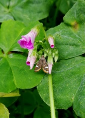 Strepsinoma croesusalis