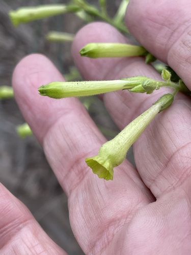Image of Nicotiana paniculata by (c) Antonio W. Salas, some rights reserved (CC BY)