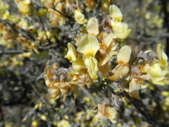 Wiborgia sericea