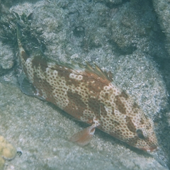 Epinephelus guttatus