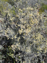 Wiborgia sericea