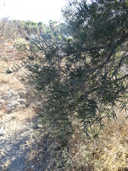 Forchhammeria watsonii