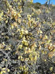 Wiborgia sericea