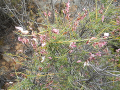 Wiborgia tenuifolia