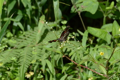 Podotricha telesiphe