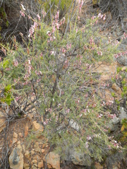 Wiborgia tenuifolia