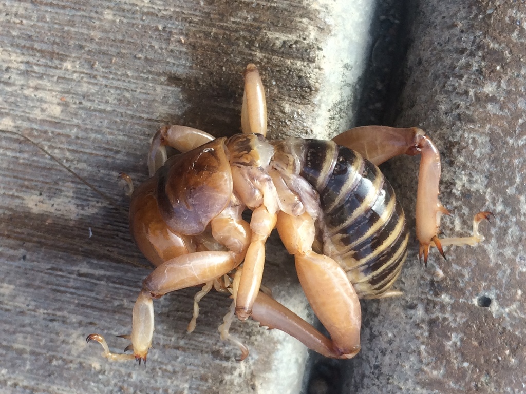 North American Jerusalem Crickets