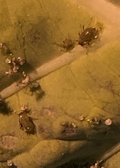 Myzus persicae