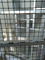 Tipulomorpha
