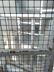 Tipulomorpha