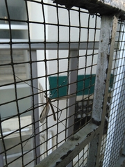 Tipulomorpha
