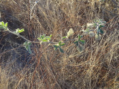 Passiflora pentaschista