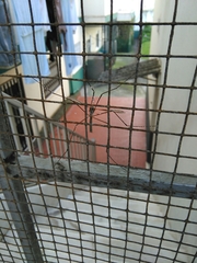 Tipulomorpha