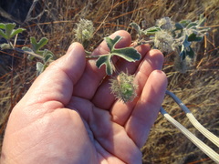 Passiflora pentaschista