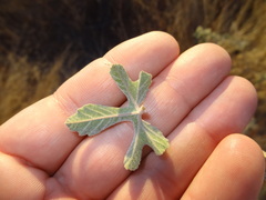 Passiflora pentaschista