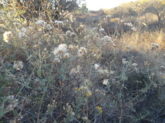 Bebbia atriplicifolia