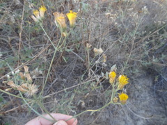 Bebbia atriplicifolia