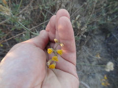 Bebbia atriplicifolia