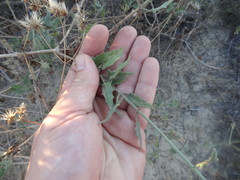 Bebbia atriplicifolia