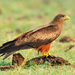 Yellow-billed Kite - Photo (c) petermcintyre, some rights reserved (CC BY-NC)