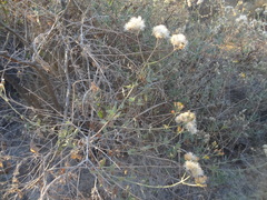 Bebbia atriplicifolia