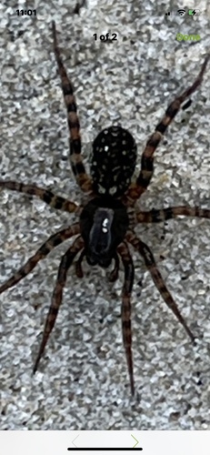 Allocosa furtiva · iNaturalist