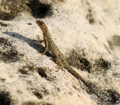 Oplurus quadrimaculatus