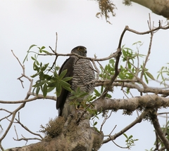 Accipiter madagascariensis