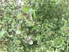 Aceria baccharipha