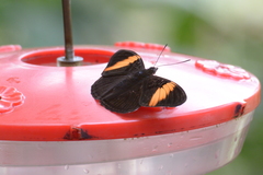 Adelpha lycorias