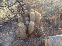 Mammillaria capensis