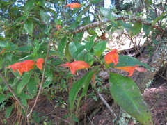 Clinopodium macrostemum