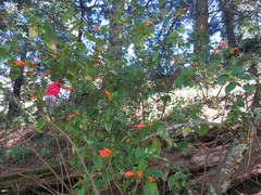 Clinopodium macrostemum