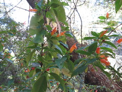 Clinopodium macrostemum