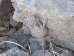 Phrynosoma